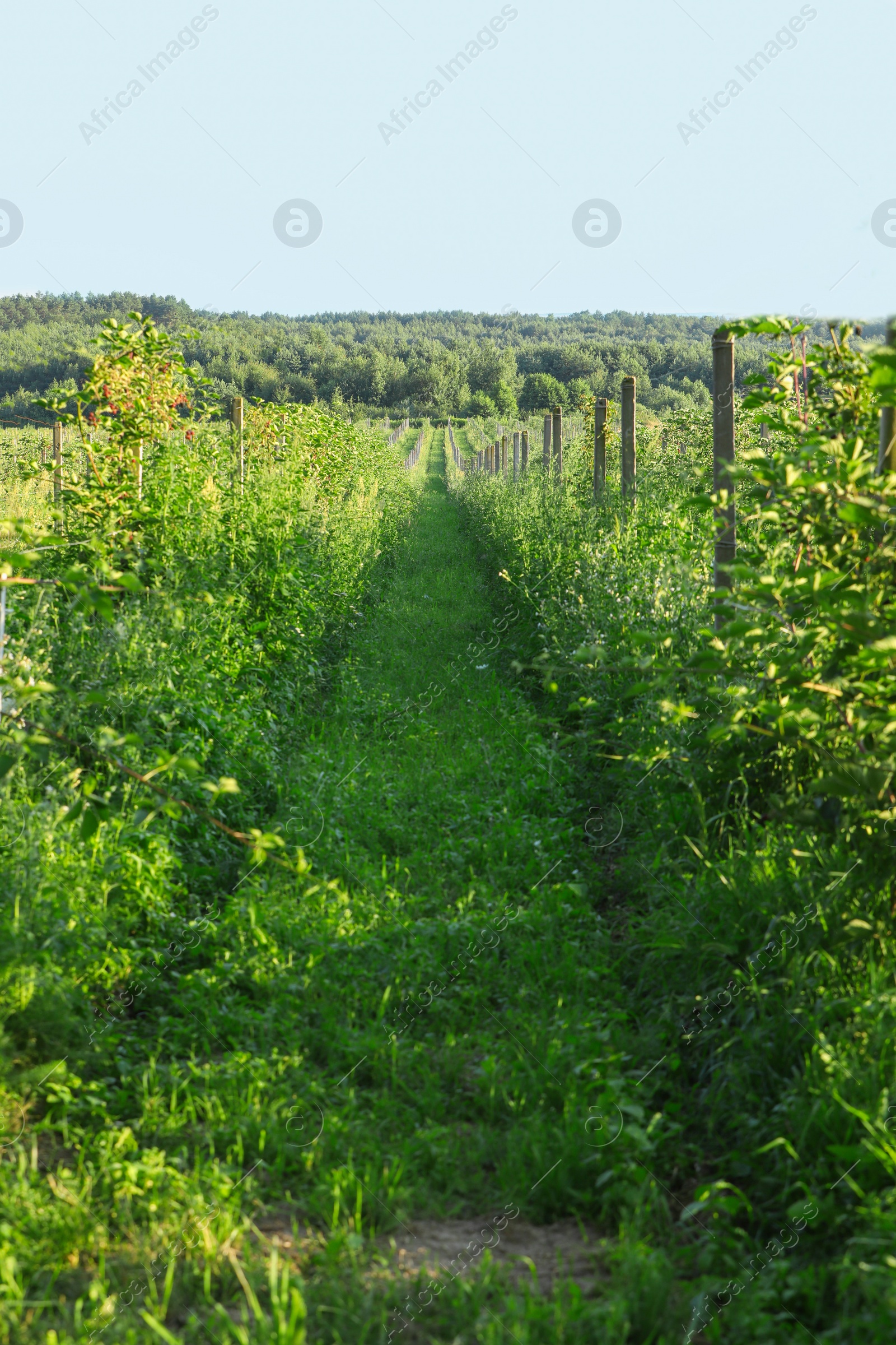 Photo of Green blackberry bushes growing outdoors on sunny day