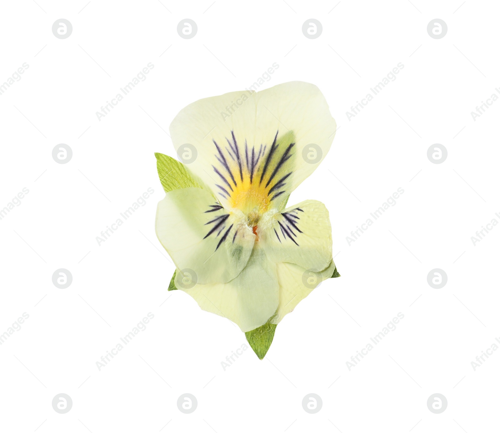 Photo of Wild dried meadow flower on white background, top view