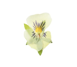 Photo of Wild dried meadow flower on white background, top view