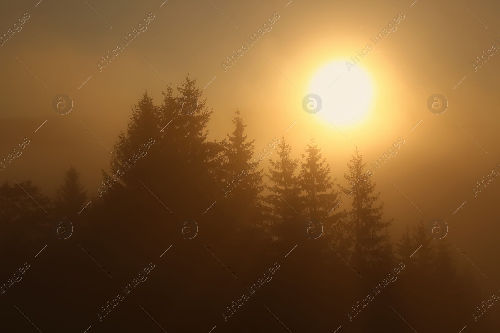 Photo of Picturesque view of foggy forest at sunrise. Beautiful landscape