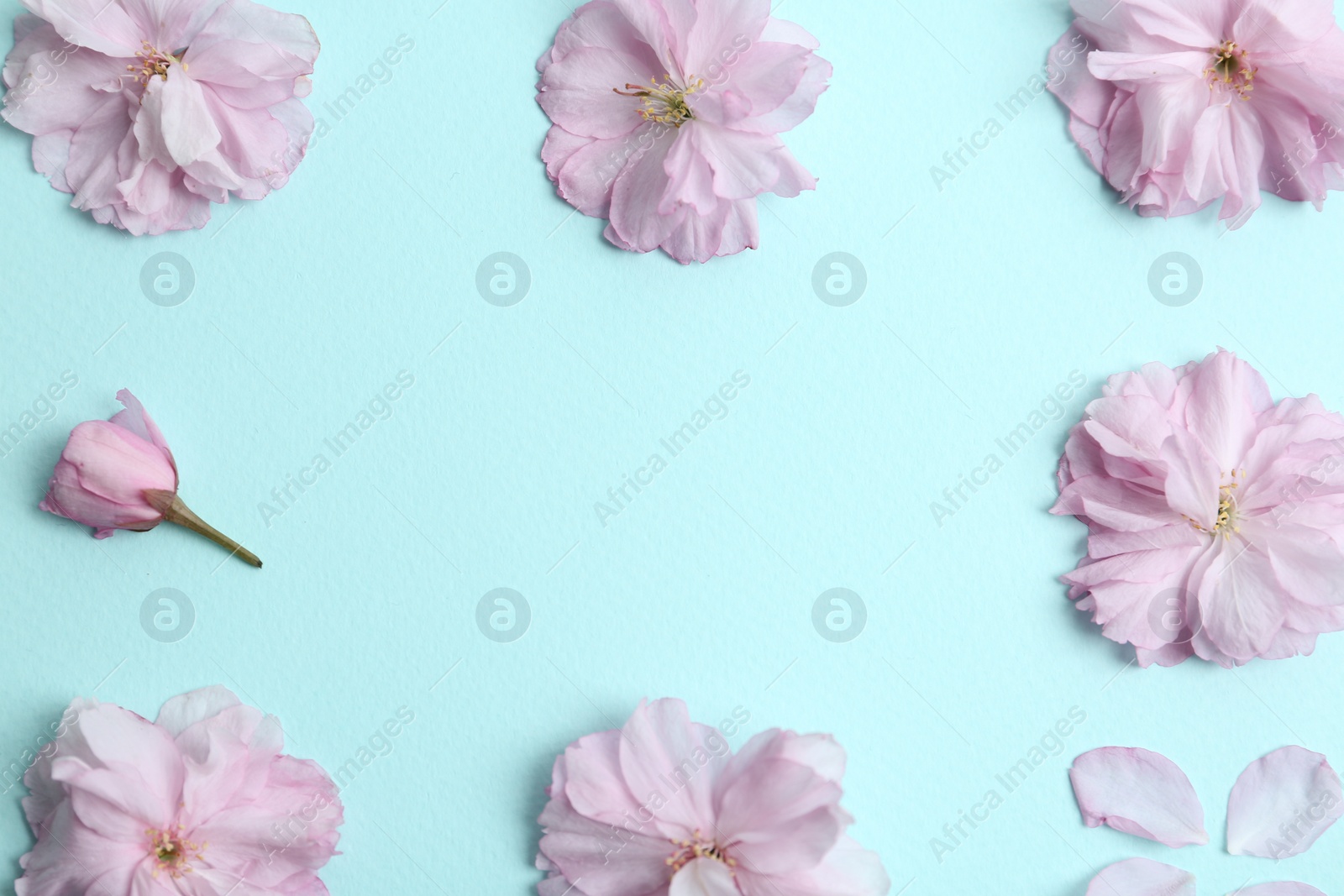 Photo of Frame made with beautiful sakura blossom on light blue background, space for text. Japanese cherry