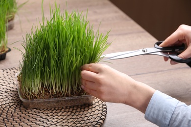 Photo of Woman cutting sprouted wheat grass with scissors at table, closeup