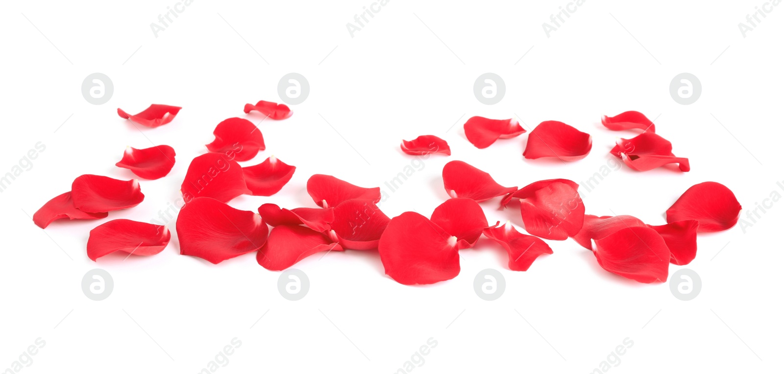 Photo of Fresh red rose petals on white background