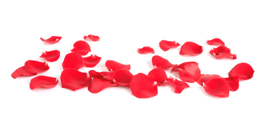 Fresh red rose petals on white background