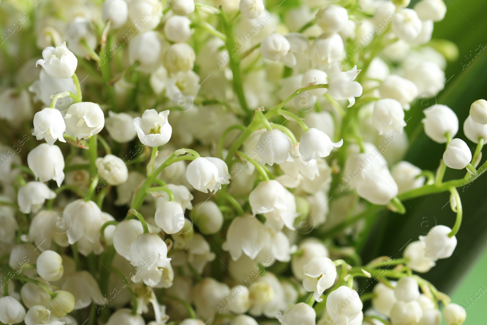 Photo of Beautiful lily of the valley flowers on blurred green background, closeup