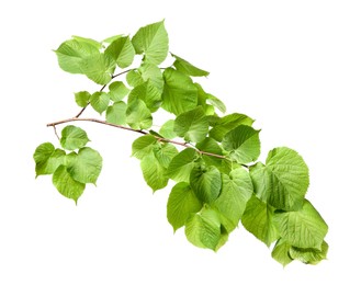 Photo of Branch of linden tree with young fresh green leaves isolated on white. Spring season