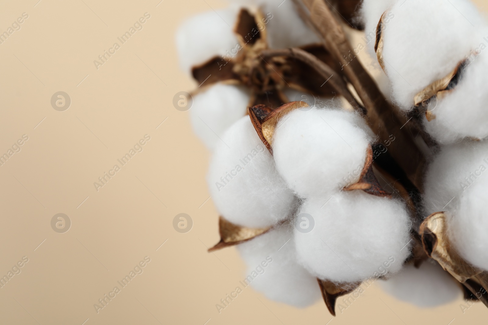 Photo of Beautiful cotton flowers on beige background, closeup. Space for text