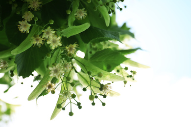 Green linden tree with fresh young leaves and blossom outdoors on sunny spring day, closeup