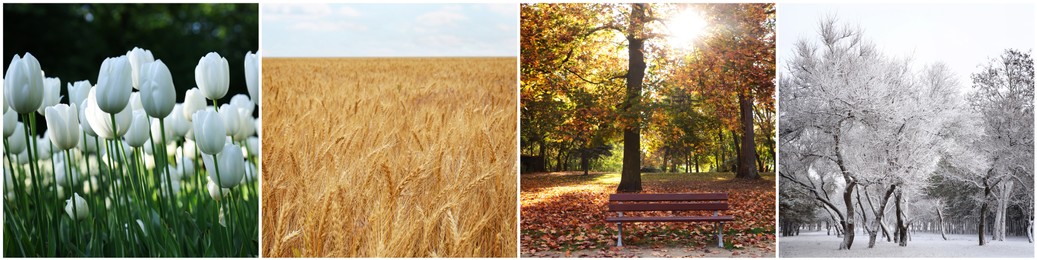 Image of Four seasons. Collage design with beautiful photos of nature