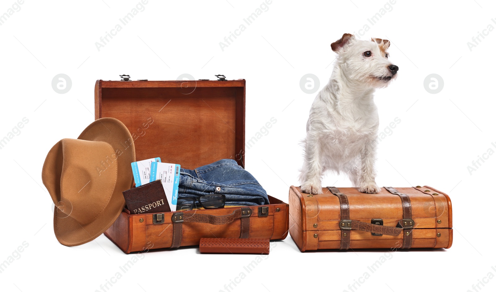 Photo of Travel with pet. Dog, clothes and suitcases on white background