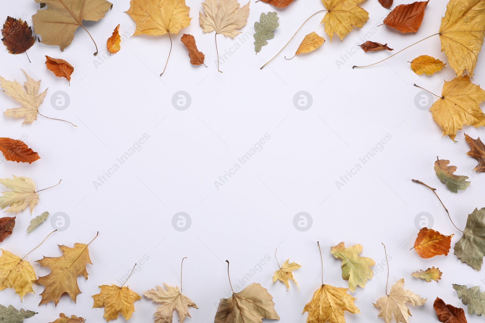 Photo of Frame of dry autumn leaves on white background, flat lay. Space for text