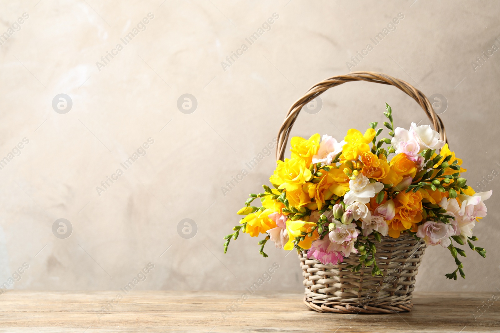 Photo of Beautiful blooming freesias in wicker basket on table against grey background. Space for text