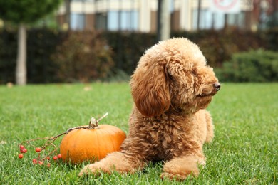 Cute fluffy dog, pumpkin and red berries on green grass in park