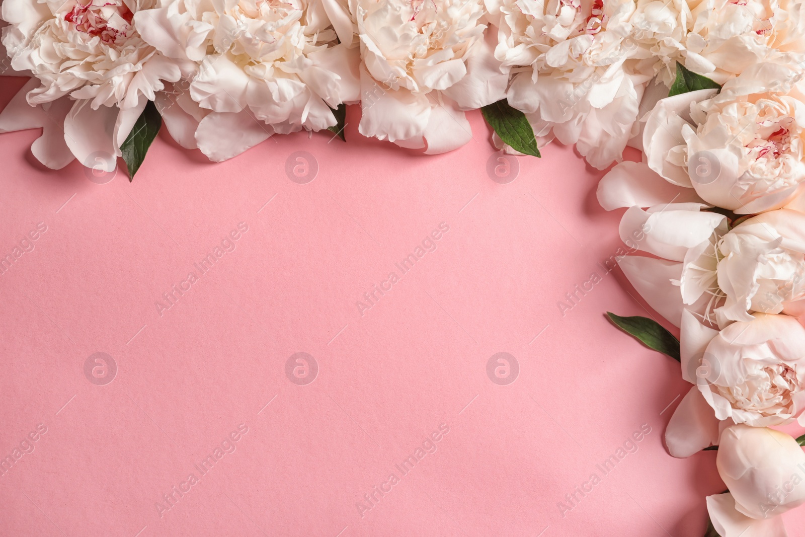 Photo of Beautiful blooming peony flowers on color background, flat lay