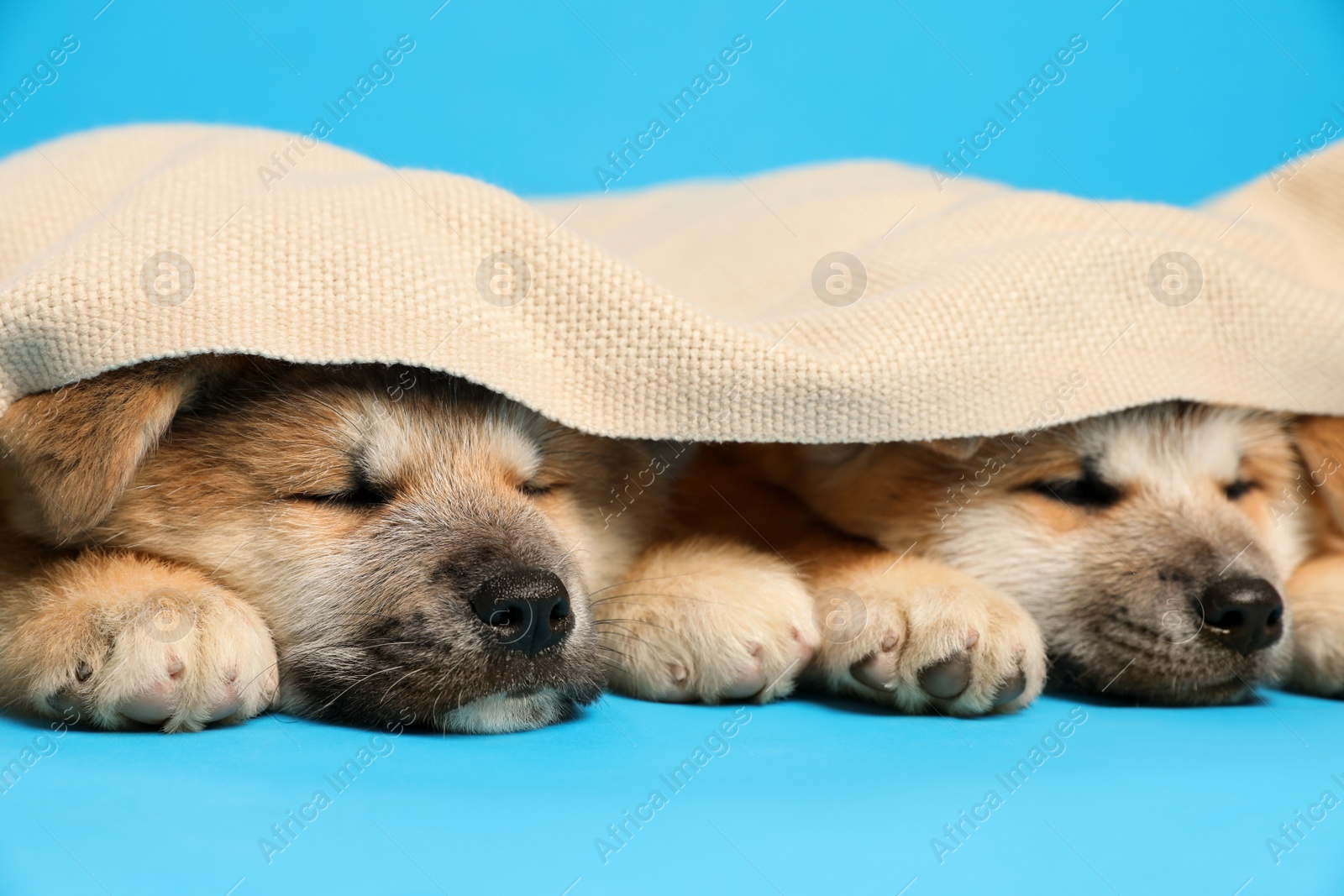 Photo of Cute Akita Inu puppies covered with plaid on light blue background. Baby animals