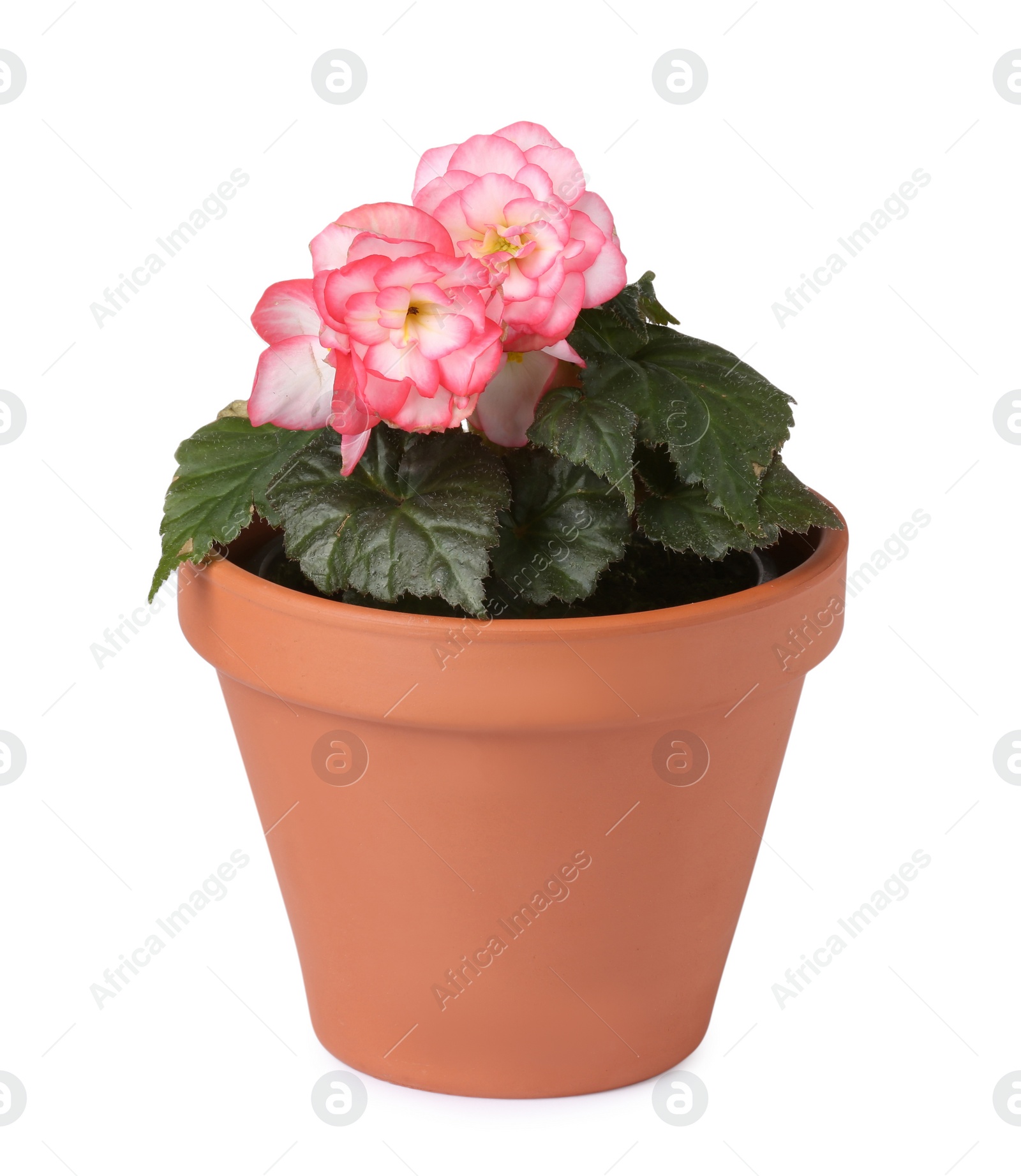 Photo of Beautiful begonia flower in pot isolated on white