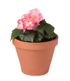 Photo of Beautiful begonia flower in pot isolated on white