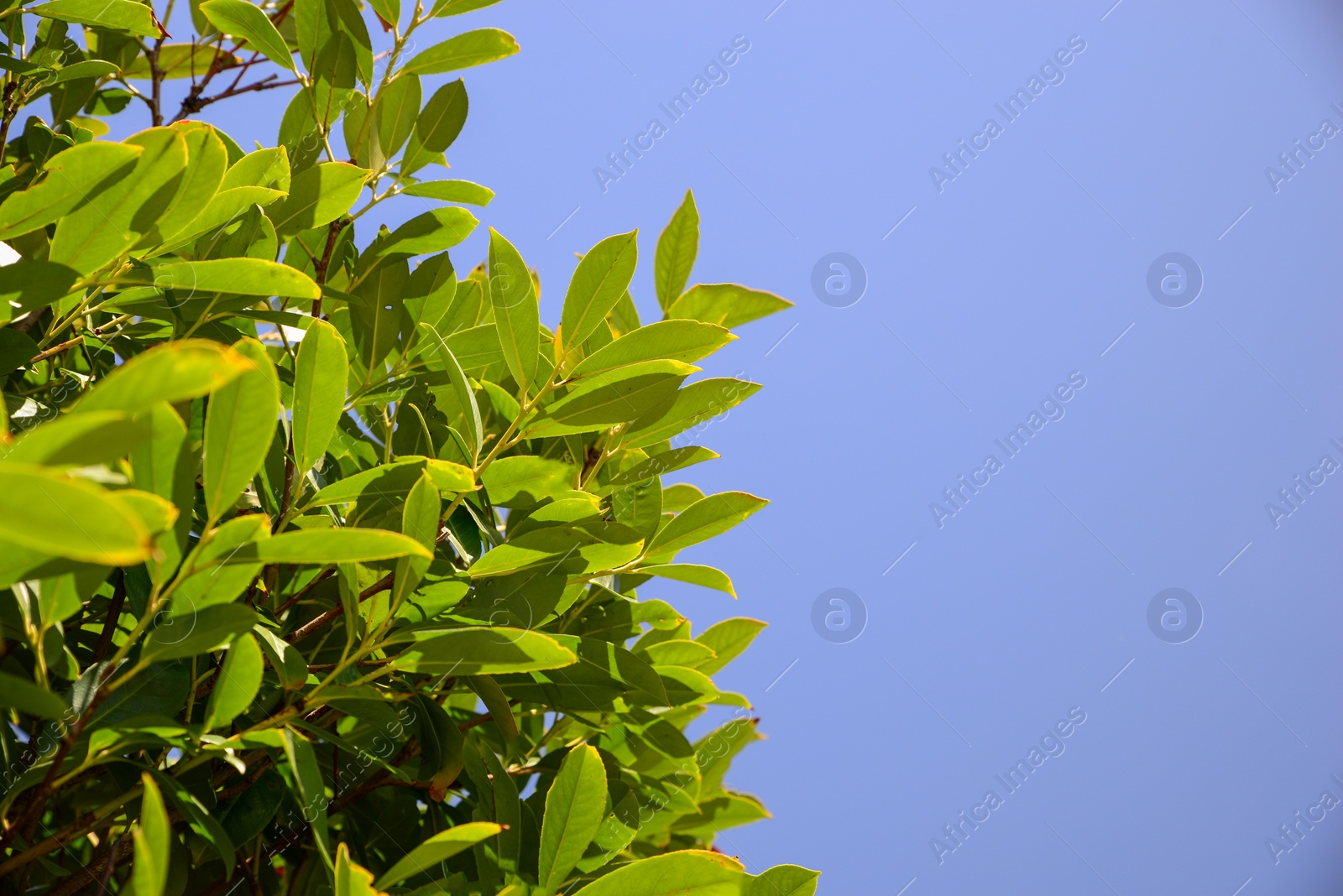 Photo of Closeup view of bay laurel shrub against blue sky