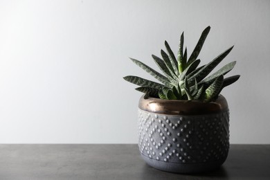 Photo of Beautiful houseplant in pot on grey table. Space for text