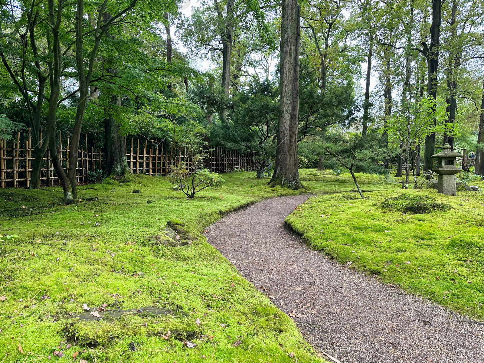 Photo of Bright moss, different plants, stone lantern and pathway in Japanese garden