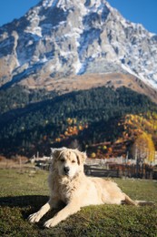 Adorable dog in mountains on sunny day