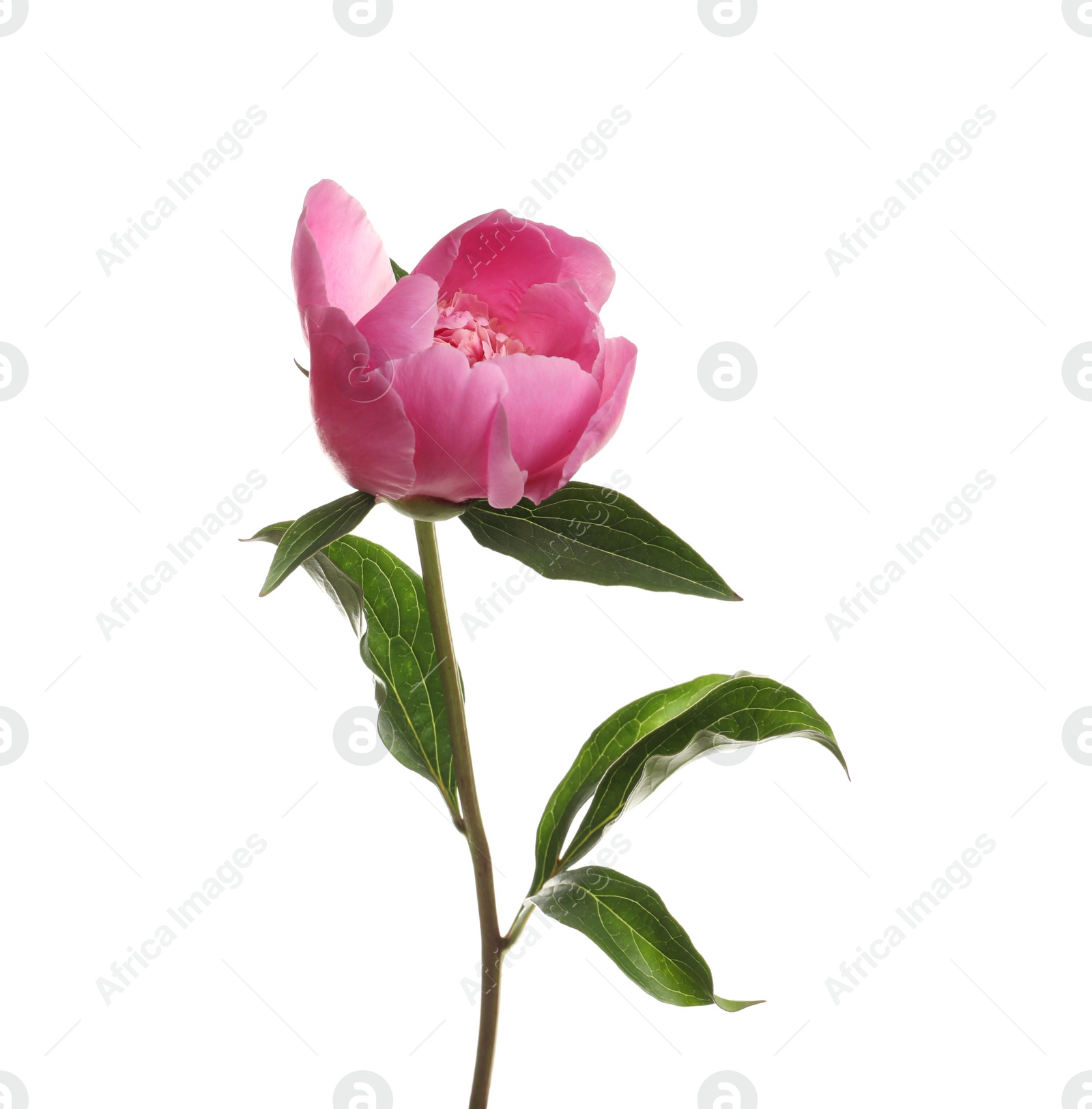 Photo of Fragrant bright peony on white background. Beautiful spring flower