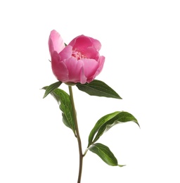 Photo of Fragrant bright peony on white background. Beautiful spring flower