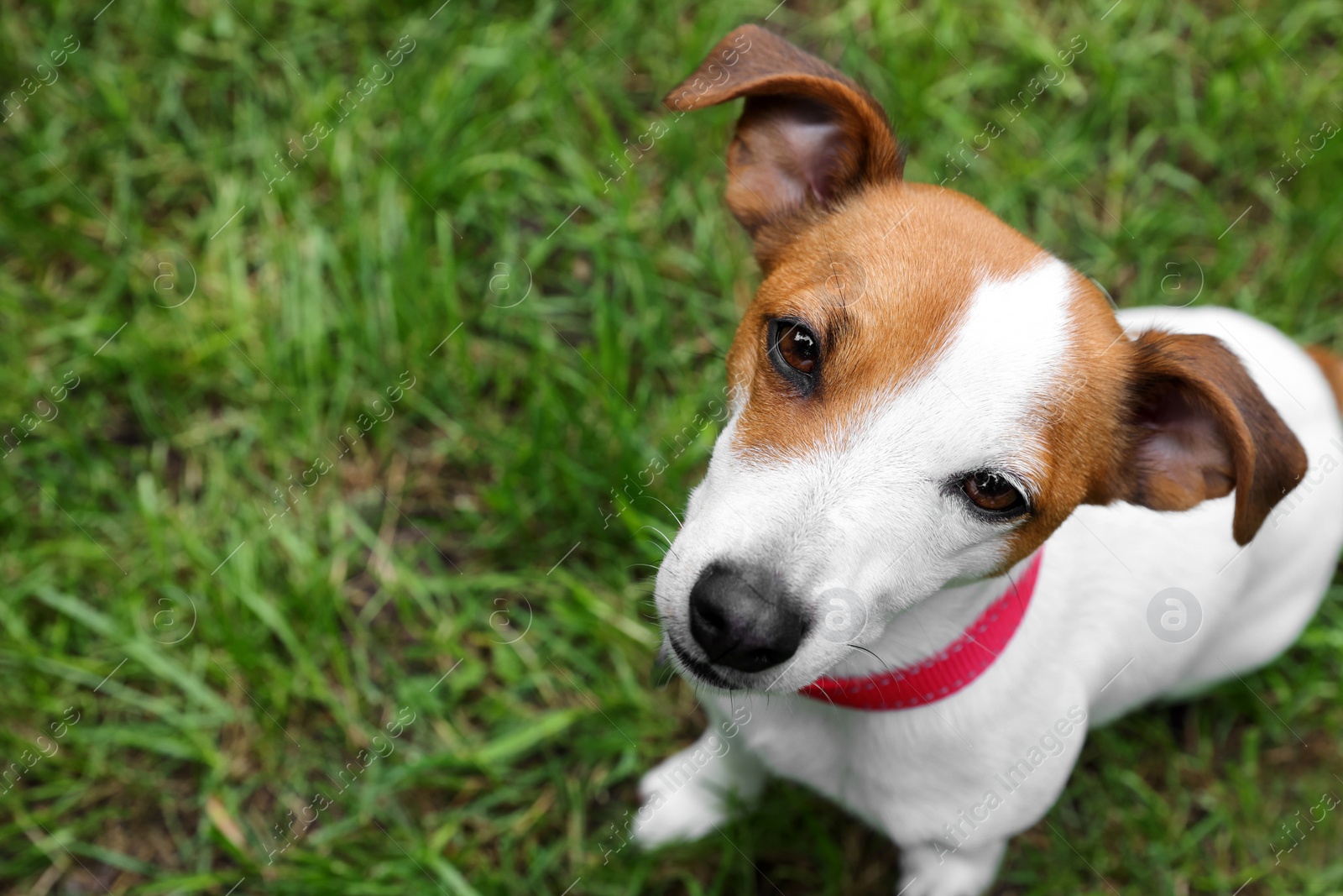 Photo of Beautiful Jack Russell Terrier in red dog collar outdoors, above view. Space for text