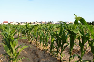 Photo of Beautiful agricultural field with green corn plants on sunny day