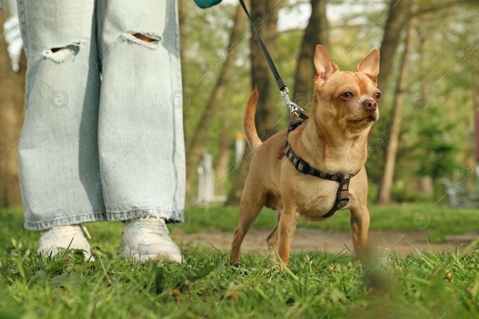 Photo of Woman walking with her chihuahua dog on green grass in park, closeup