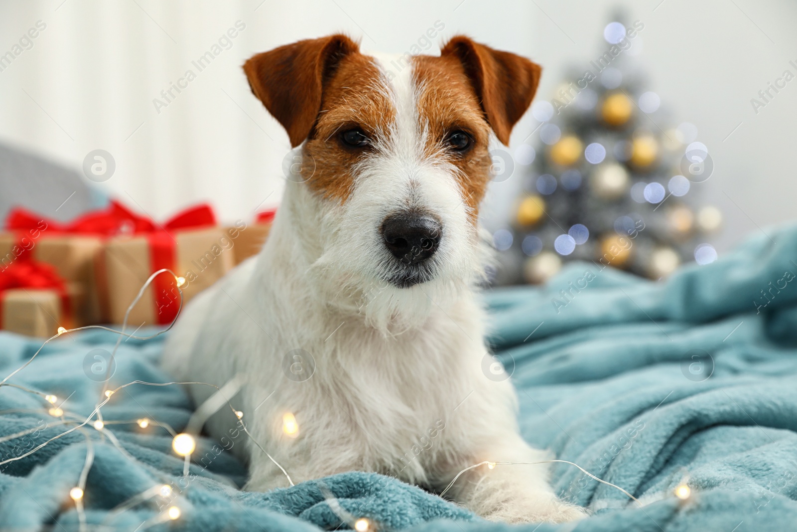 Photo of Cute Jack Russell Terrier dog on bed in room decorated for Christmas. Cozy winter