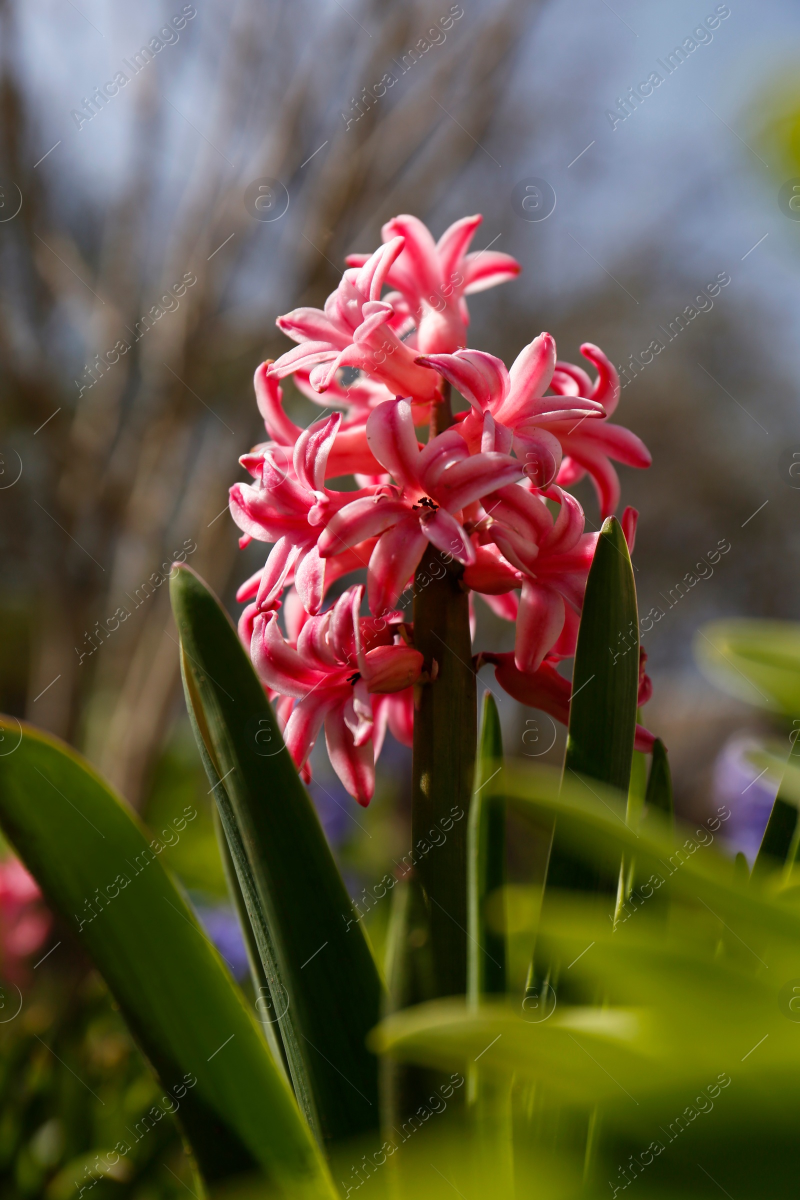 Photo of Closeup view of beautiful pink hyacinth flower in garden on spring day