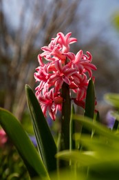 Closeup view of beautiful pink hyacinth flower in garden on spring day