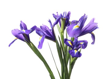 Photo of Beautiful violet iris flowers with water drops isolated on white