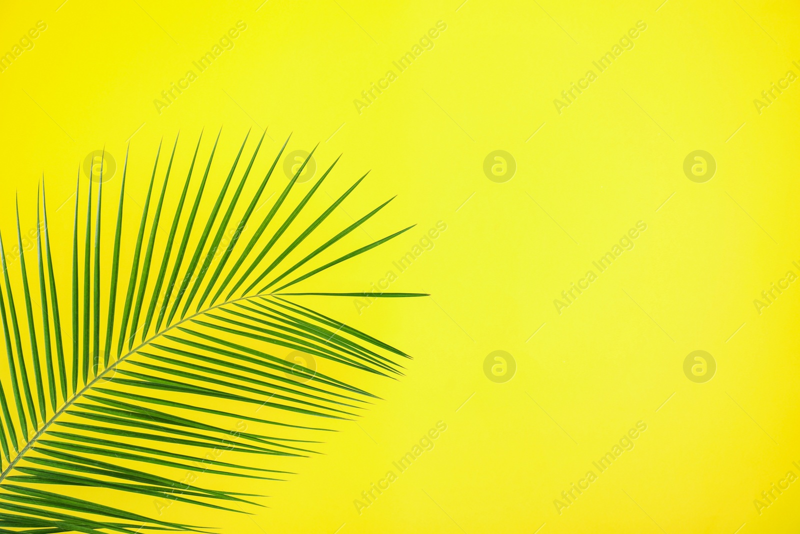 Photo of Beautiful lush tropical leaf on yellow background. Space for text