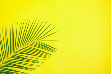Beautiful lush tropical leaf on yellow background. Space for text