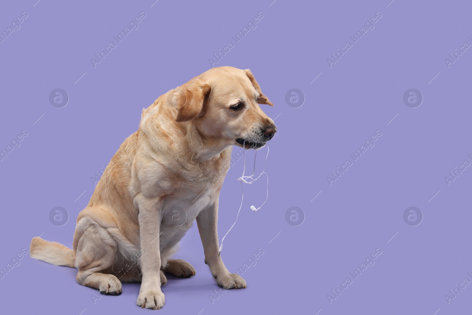 Photo of Naughty Labrador Retriever dog chewing wired headphones on purple background. Space for text