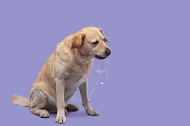Naughty Labrador Retriever dog chewing wired headphones on purple background. Space for text