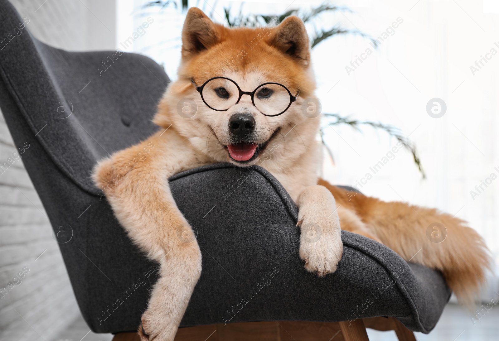 Photo of Cute Akita Inu dog with glasses on sofa in living room