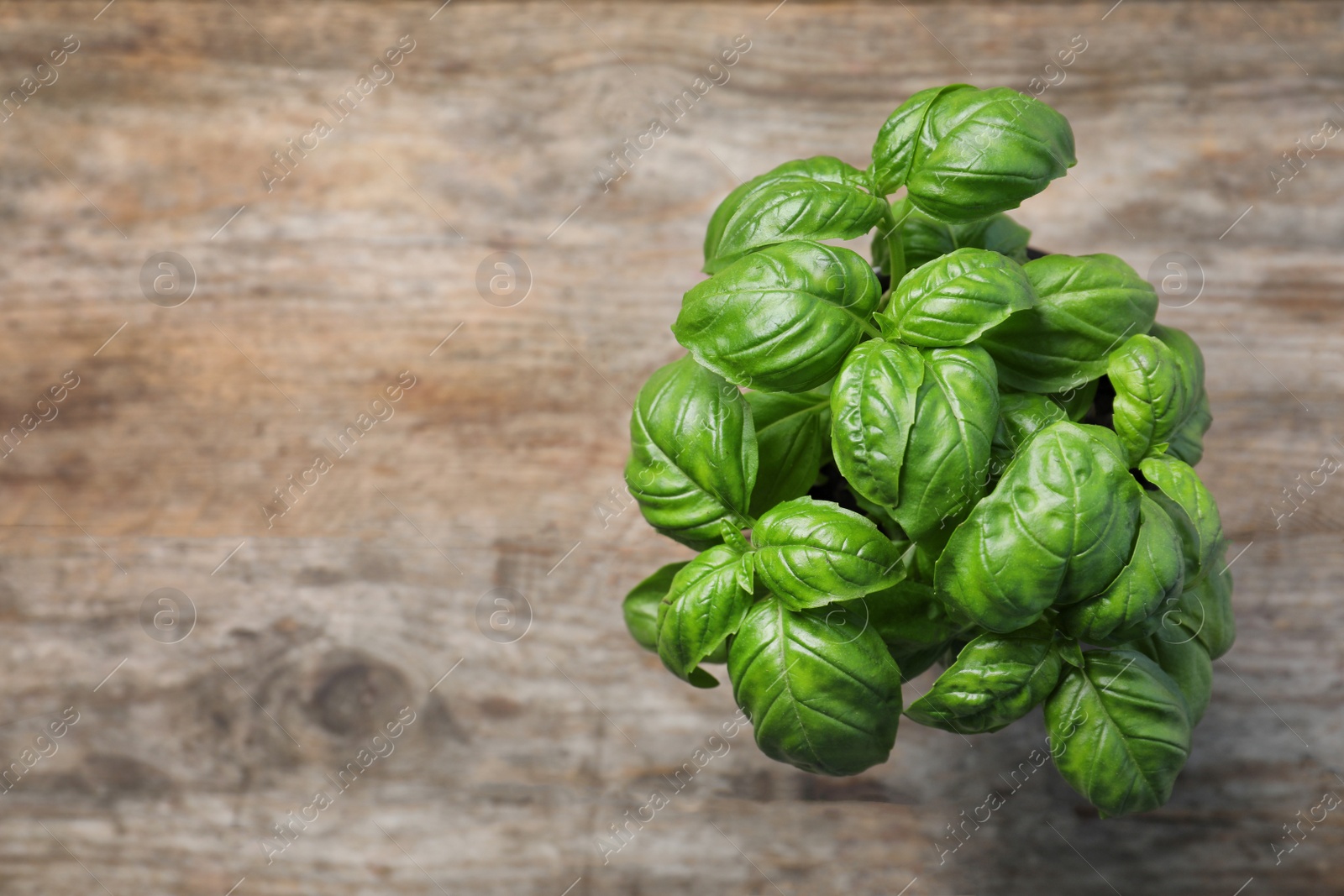 Photo of Fresh basil in pot on wooden background, top view with space for text