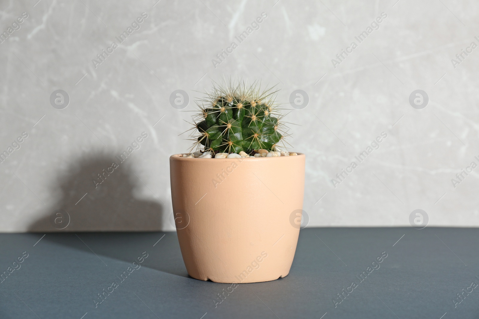 Photo of Beautiful cactus on table