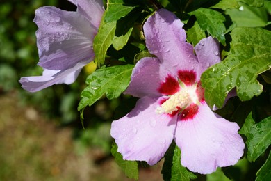 Beautiful hibiscus flower with water drops outdoors on sunny day, closeup. Space for text