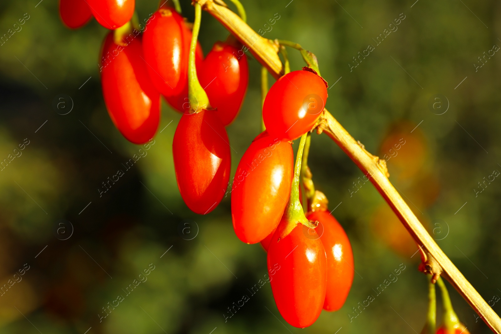 Photo of Branch with ripe fresh goji berries in garden