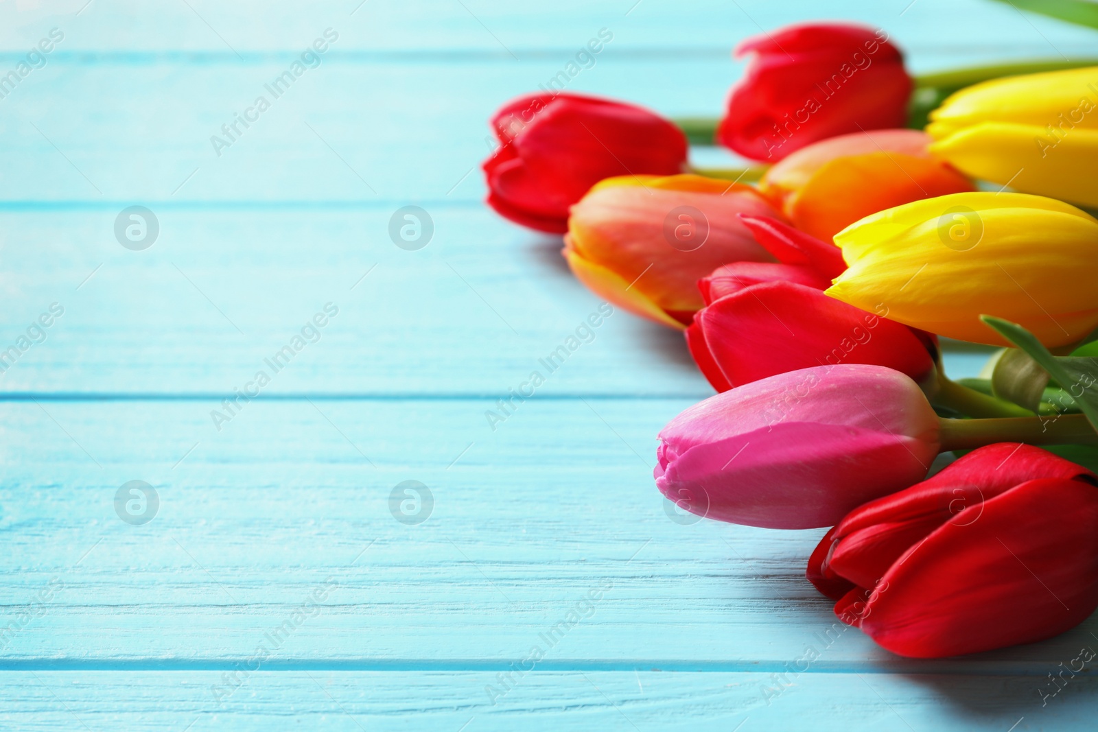 Photo of Beautiful spring tulip flowers on wooden background. Space for text