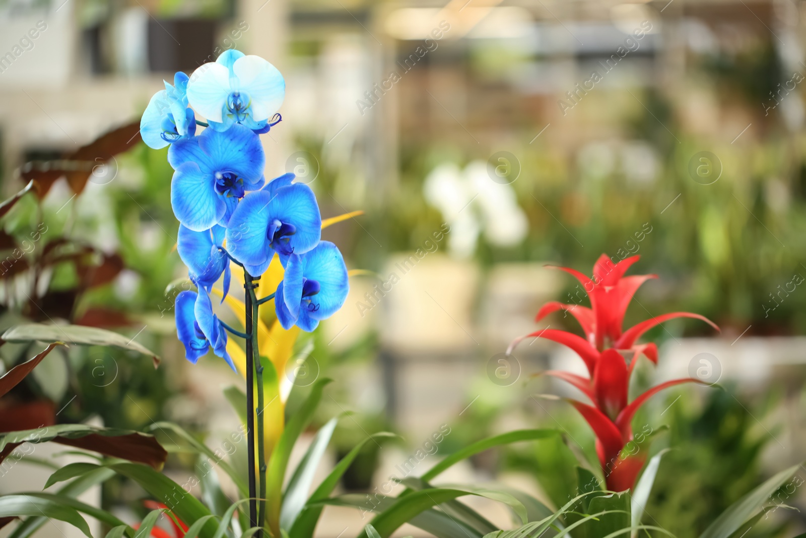 Photo of Beautiful blue orchid flowers on blurred background. Tropical plant