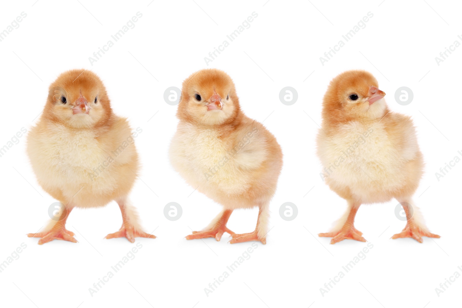 Image of Collage with small cute baby chicken isolated on white