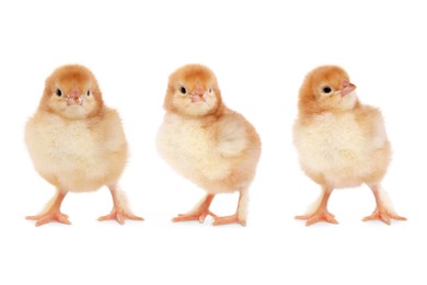 Image of Collage with small cute baby chicken isolated on white