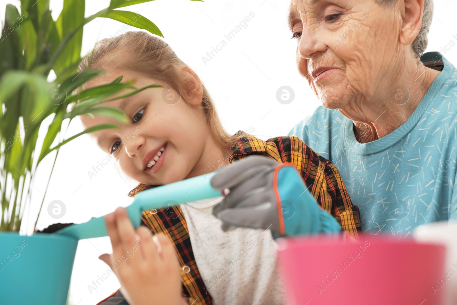 Photo of Little girl and her grandmother taking care of plants indoors