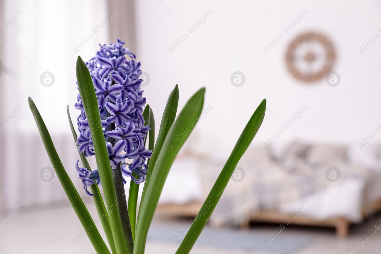 Photo of Beautiful hyacinth on blurred background, space for text. Spring flower