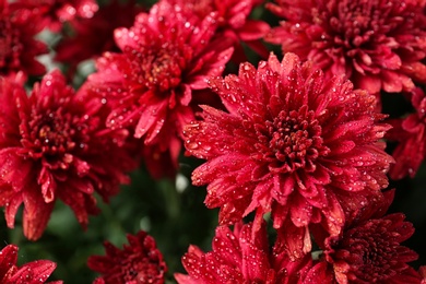 Beautiful red chrysanthemum flowers with water drops, closeup